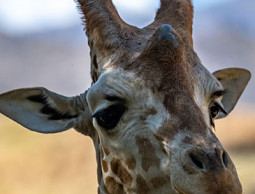 Тинейджеры фауна