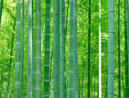 Тинейджеры флора